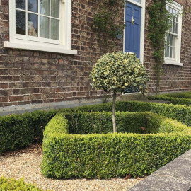 Buxus Sempervirens Plant 2l Value Hedging Range
