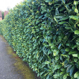 Prunus Laurocerasus Rotundifolia (cherry Laurel) Plant 2l Value Hedging Range