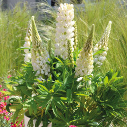 Lupin Plant Mini Gallery White