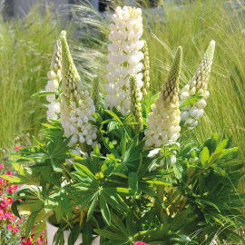 Lupin Plant Mini Gallery White