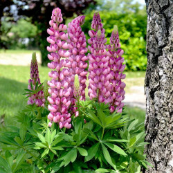 Lupin Plant Mini Gallery Bi Colour Pink