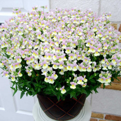 Fragrant Nemesia
