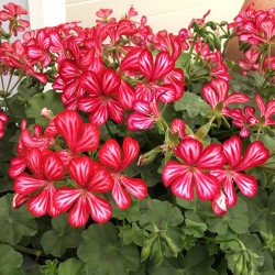 Geranium Plants Mexica Ruby