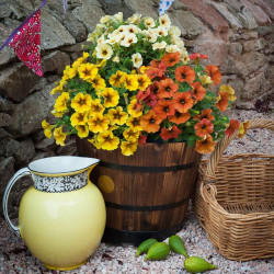 Super Petunia (beautical) Plants Collection