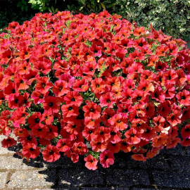 Super Petunia (beautical) Plants Bordeaux