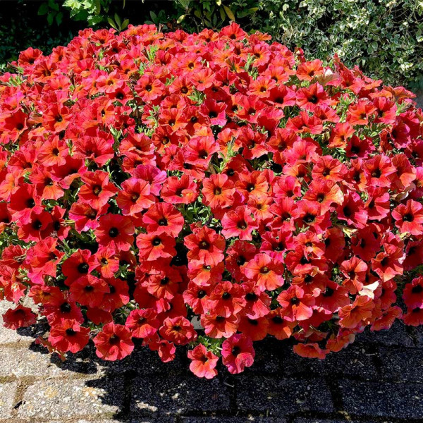 Buy Super Petunia (Beautical) Plants Bordeaux Online - Garden Plants & Bushes