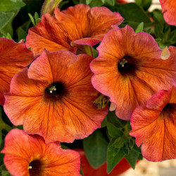 Super Petunia (beautical) Plants Cinnamon