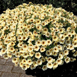 Super Petunia (beautical) Plants French Vanilla