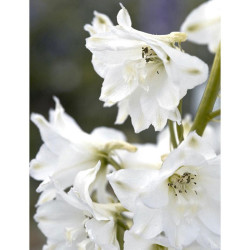 Delphinium Plant Magic Fountain Pure White