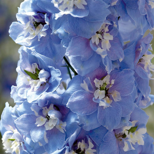 Buy Delphinium Plants Magic Fountains Sky Blue White Bee Online - Green plants & flowering plants