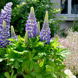 Lupin Plants Mini Gallery Bicolour Blue