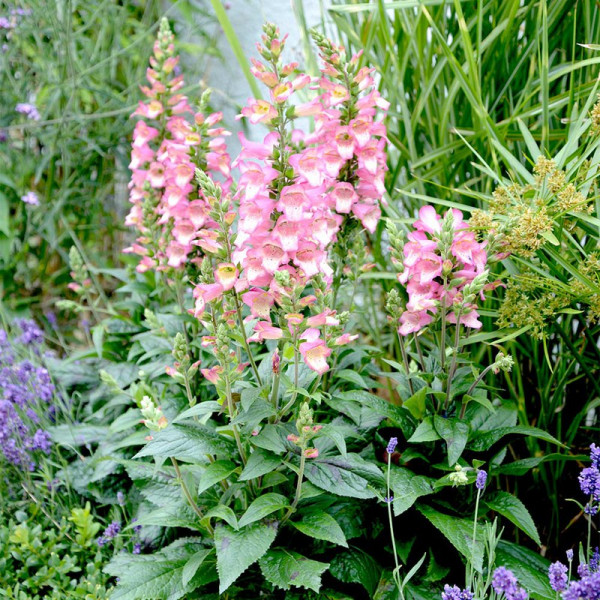 Buy Digiplexis Plants Berry Canary Online - Green plants & flowering plants
