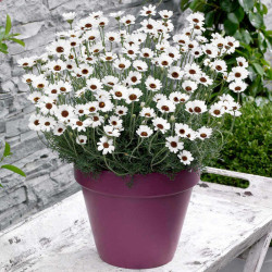 Rhodanthemum Plants Casablanca