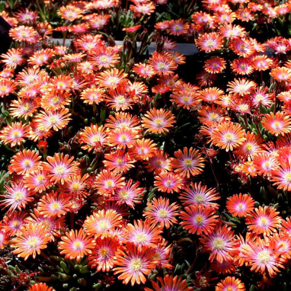 Buy Delosperma Plants Jewel of Desert Sunstone Online - Green plants & flowering plants