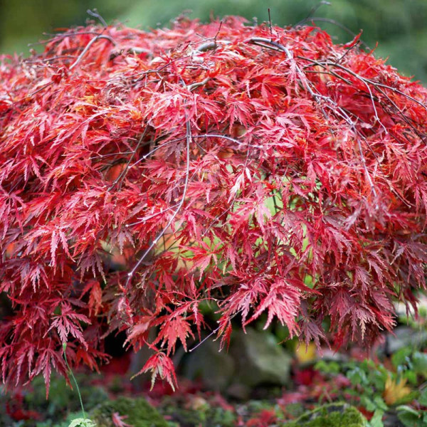 Buy Bare Root Shrub Collection Online - Green plants & flowering plants