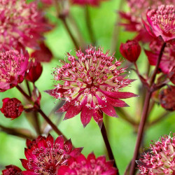 Astrantia Plants Star of Love