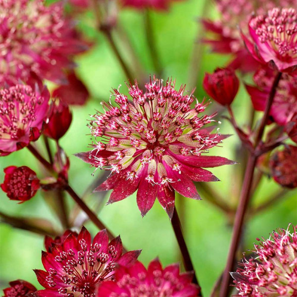 Buy Astrantia Plants Star of Love Online - Green plants & flowering plants