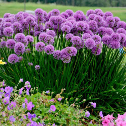 Allium Plant Millenium