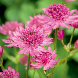 Astrantia Plants Roma