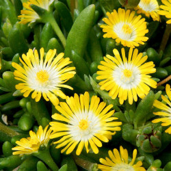 Delosperma Plants Jewel of Desert Peridot