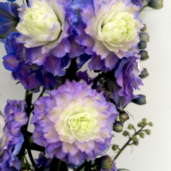 Buy Delphinium Plants Bolero Online - Green plants & flowering plants