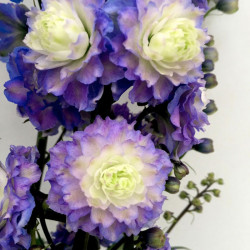 Delphinium Plant Bolero