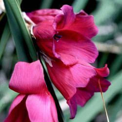 Dierama Plants Blackbird