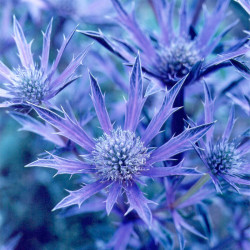 Eryngium Plants Picos Amethyst