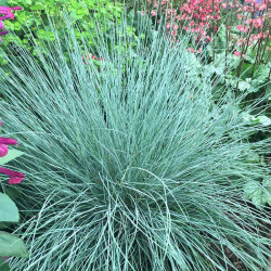 Festuca Plant Intense Blue