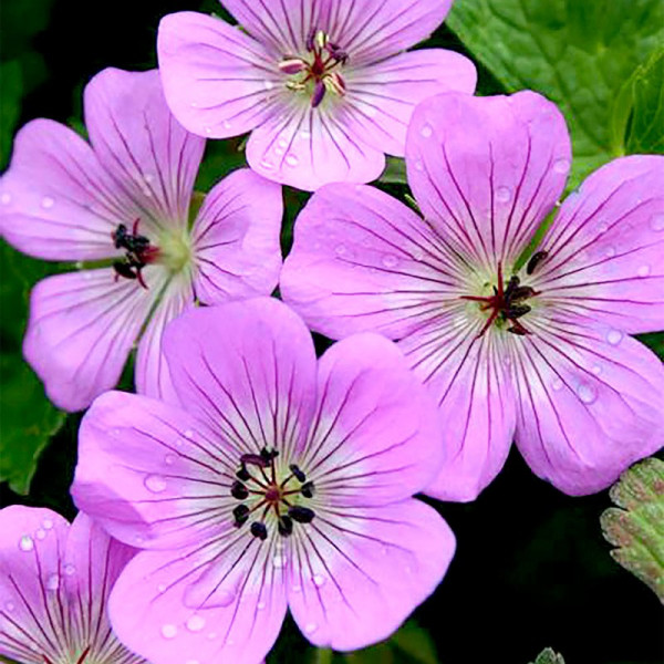 Buy Geranium Plants Bloomtime Online - Green plants & flowering plants