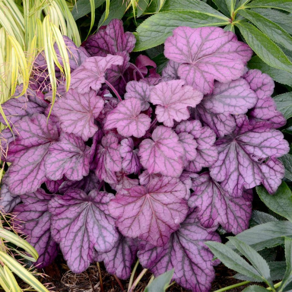 Buy Heuchera Plants Wild Rose Online - Green plants & flowering plants