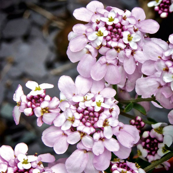 Buy Iberis Plants Pink Ice Online - Green plants & flowering plants Buy Iberis Plants Pink Ice Online - Green plants & flowering plants