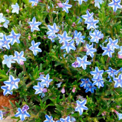 Lithodora Plants Blue Star