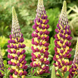 Lupin Plants Manhattan Lights