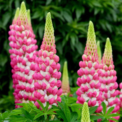 Lupin Plants Rachel De Thame