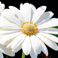 Osteospermum Plants Snow Pixie