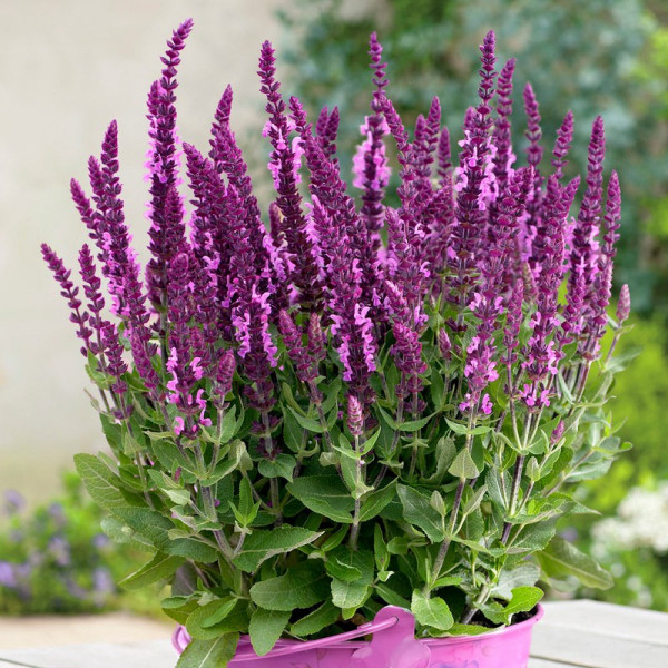 Buy Salvia Sensation Plants Bright Rose Online - Garden Plants & Bushes