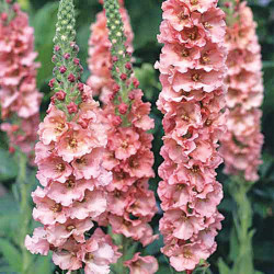 Verbascum Plant Pink Petticoats