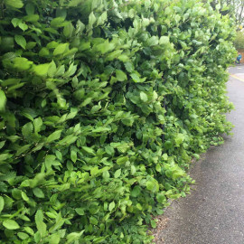 Carpinus Betulus (hornbeam) Plant 2l Value Hedging Range