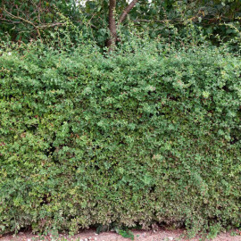 Crataegus Monogyna (hawthorn) Plant 2l Value Hedging Range