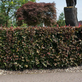 Fagus Atropurpurea (purple Beech) Plant 2l Value Hedging Range
