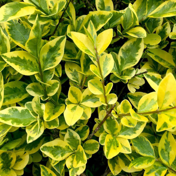 Buy Ligustrum Aureum (Golden Privet) Plant 2L Value Hedging Range Online - Green plants & flowering plants Buy Ligustrum Aureum (Golden Privet) Plant 2L Value Hedging Range Online - Green plants & flowering plants