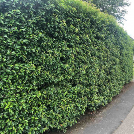 Prunus Lusitanica (portugese Laurel) Plant 2l Value Hedging Range