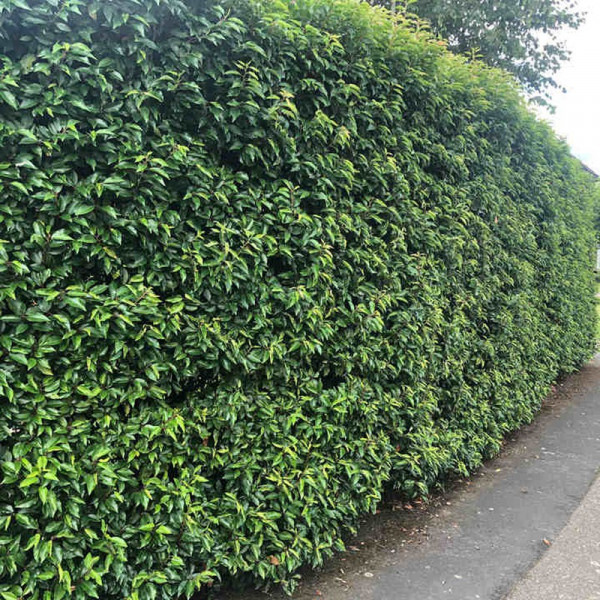 Buy Prunus lusitanica (Portugese Laurel) Plant 2L Value Hedging Range Online - Green plants & flowering plants