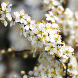 Prunus Spinosa (blackthorn) Plant 2l Value Hedging Range