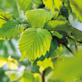Corylus Avelana (hazel) Plant 2l Value Hedging Range
