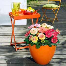 Gerbera Plant Cartwheel Strawberry Twist