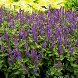 Salvia Sensation Plant Deep Blue