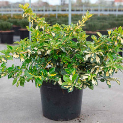 Euonymus Fortunei Plant Blondy