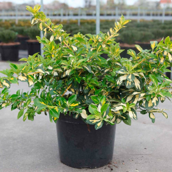 Buy Euonymus fortunei Plant Blondy Online - Green plants & flowering plants